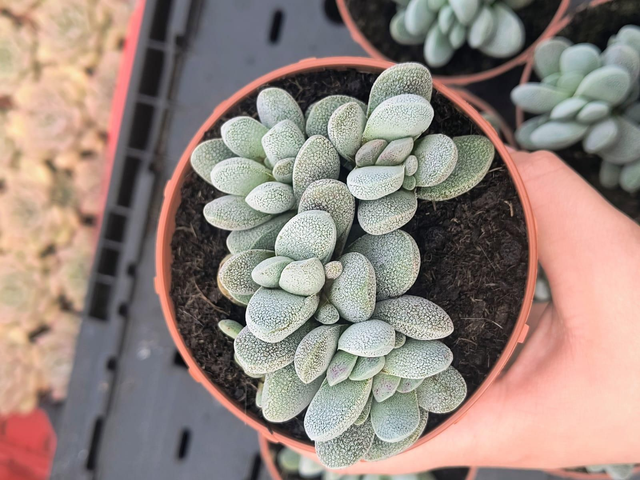 Crassula tecta