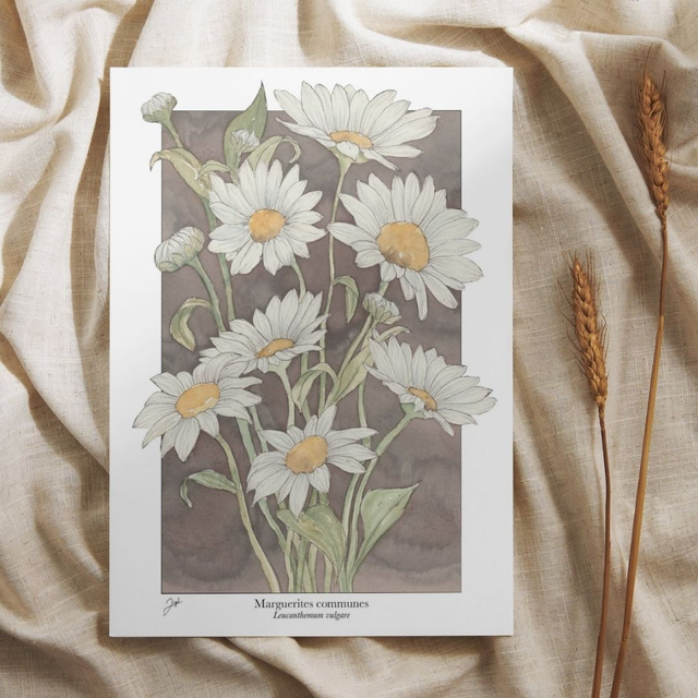 Carte postale - Vin Nature - Marguerites