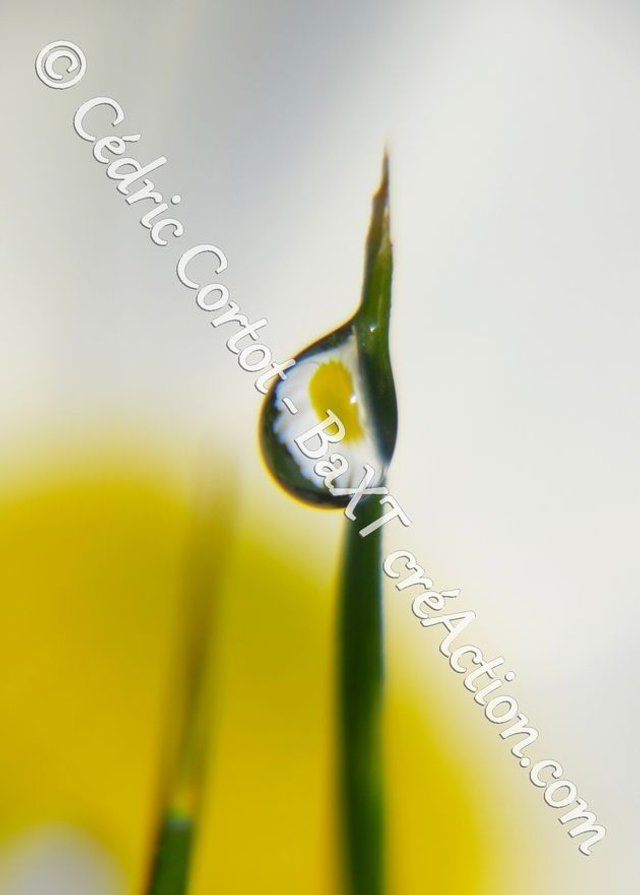 1 - Carte postale - Rosée et gouttes de pluie (Ref 7731)