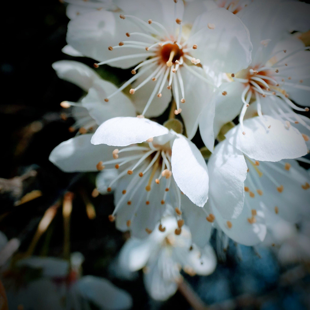 &#039;Winter blossom&#039;