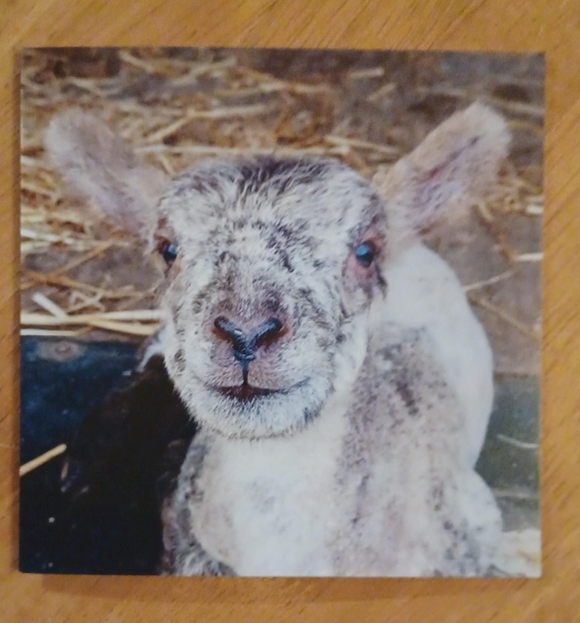 Herdwick x Texel lamb in the shed greetings card