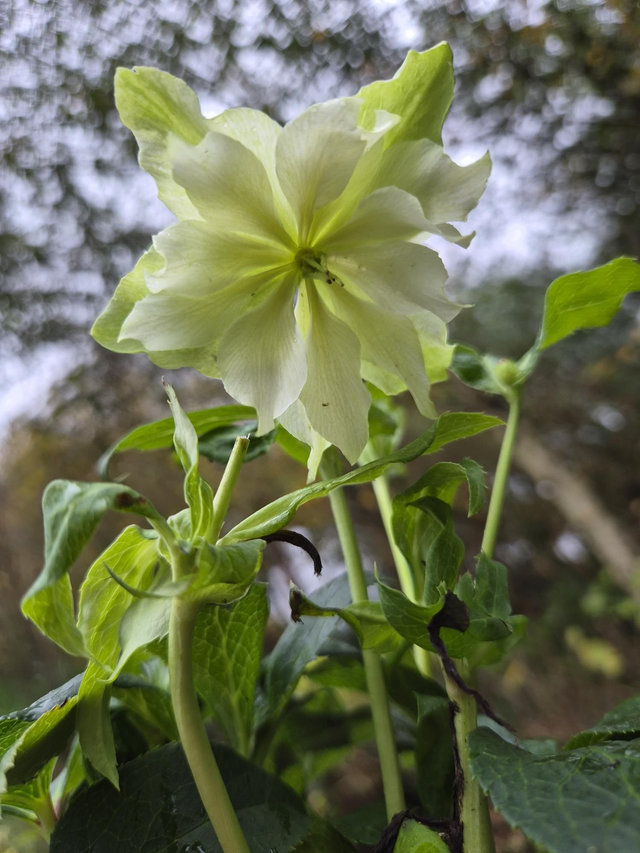 Helleborus orientalis 'Double White' P11