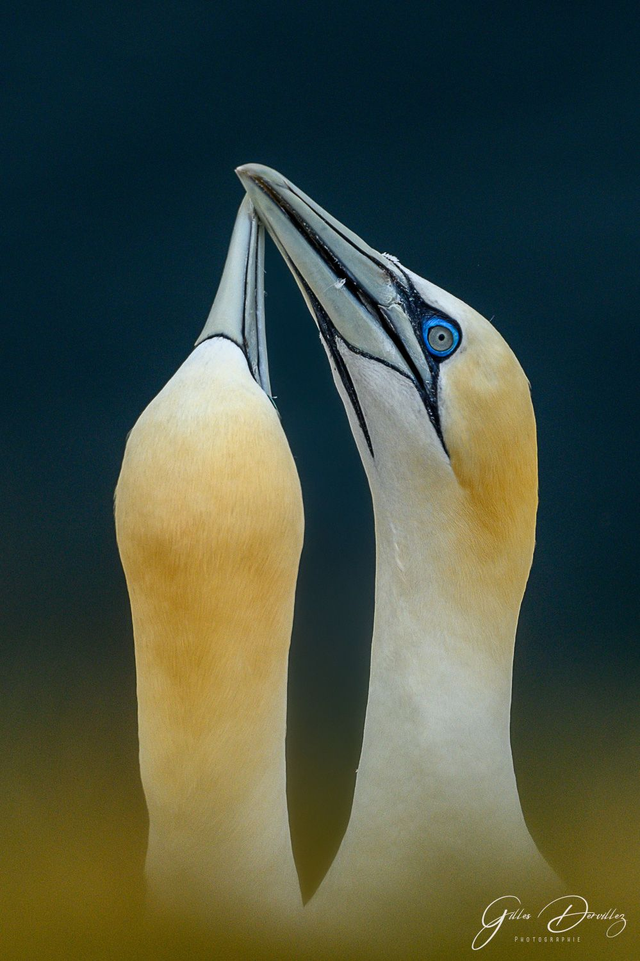 FS043 - Fou de Bassan