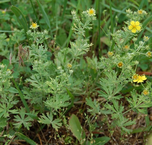 Potentille argentée (Potentilla argentea)