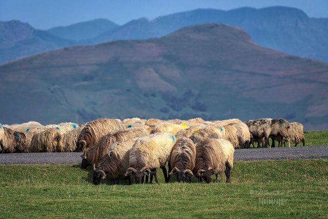 Début d'estive sur Arnéguy 30x40