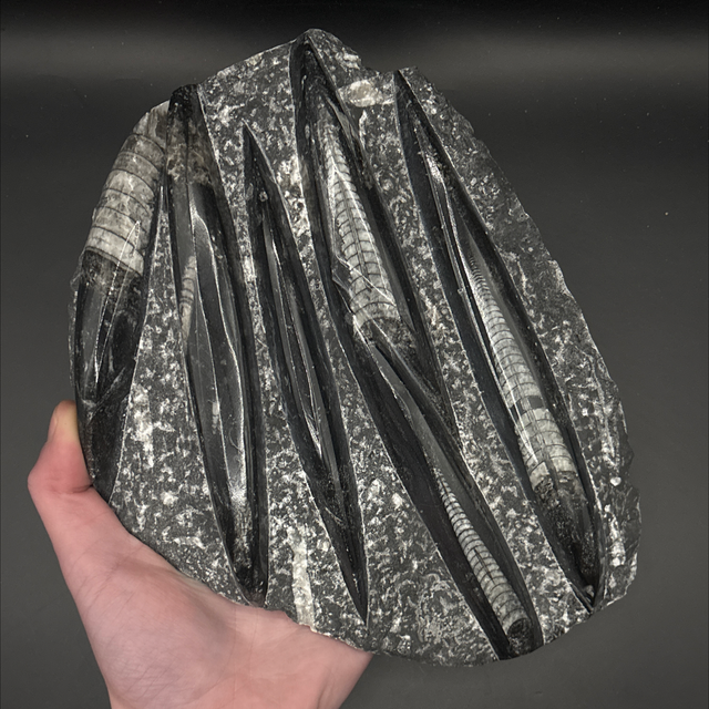 Orthoceras Cluster Slab 