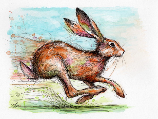 Scribble hare watercolour
