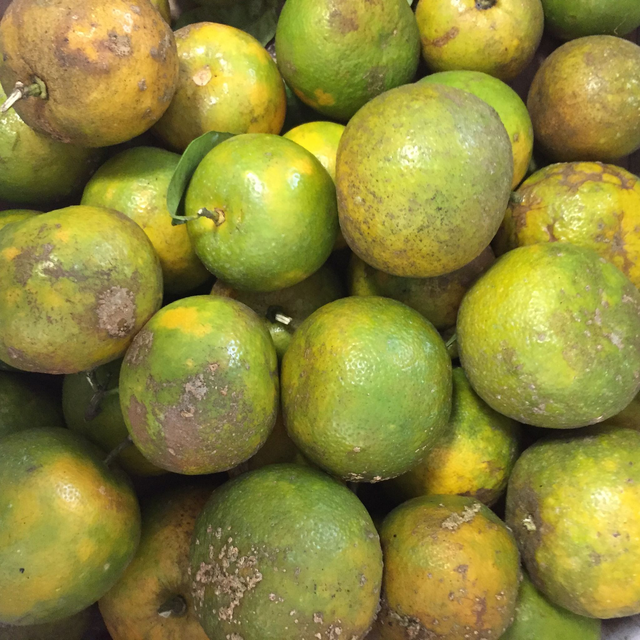 Orange amère bio 500g