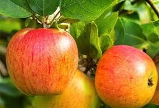 POMMIER Reine des reinettes