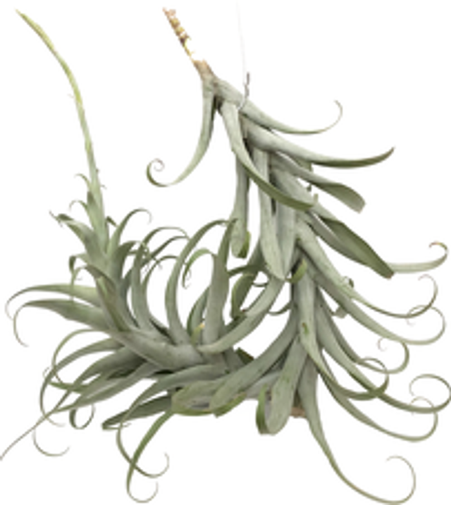 Tillandsia cauligera