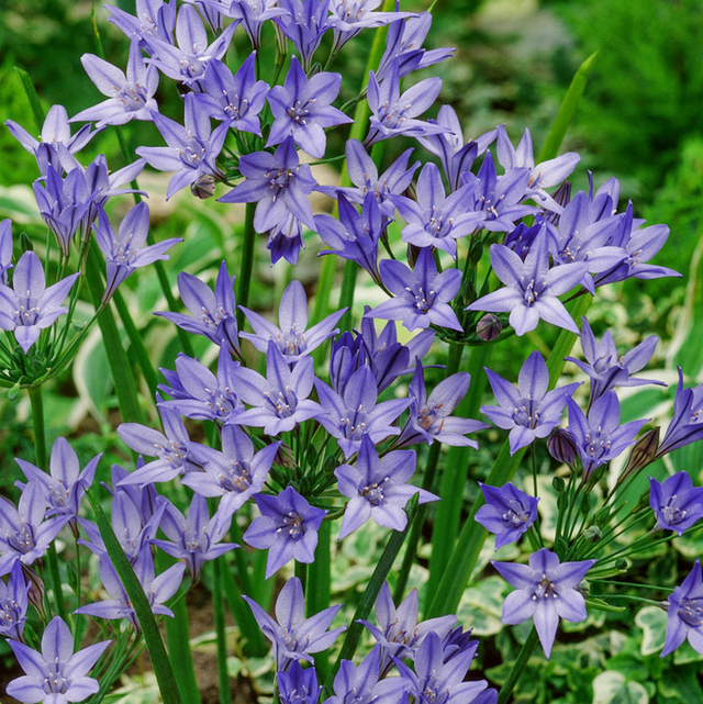 Triteleia Queen Fabiola