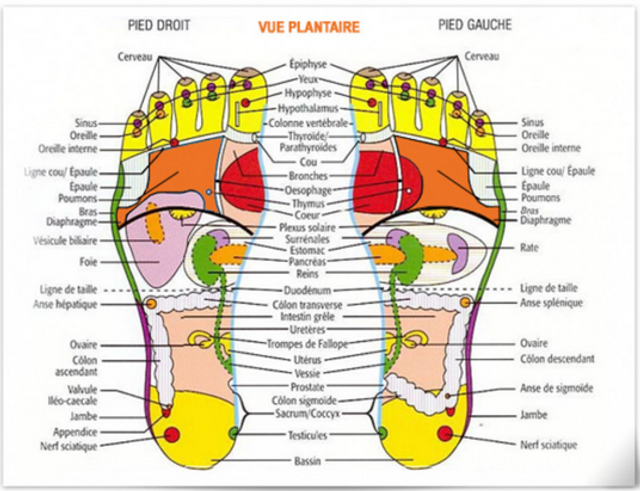 Réflexologie ayurvédique plantaire