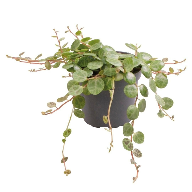 PT Peperomia Prostata 8715897361609