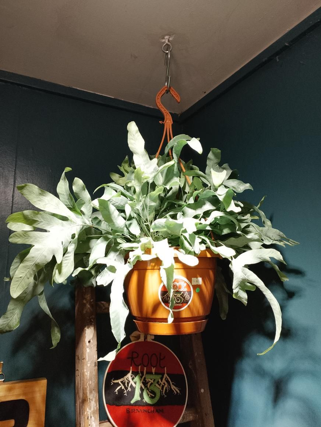 Blue star fern hanger in 21cm pot 