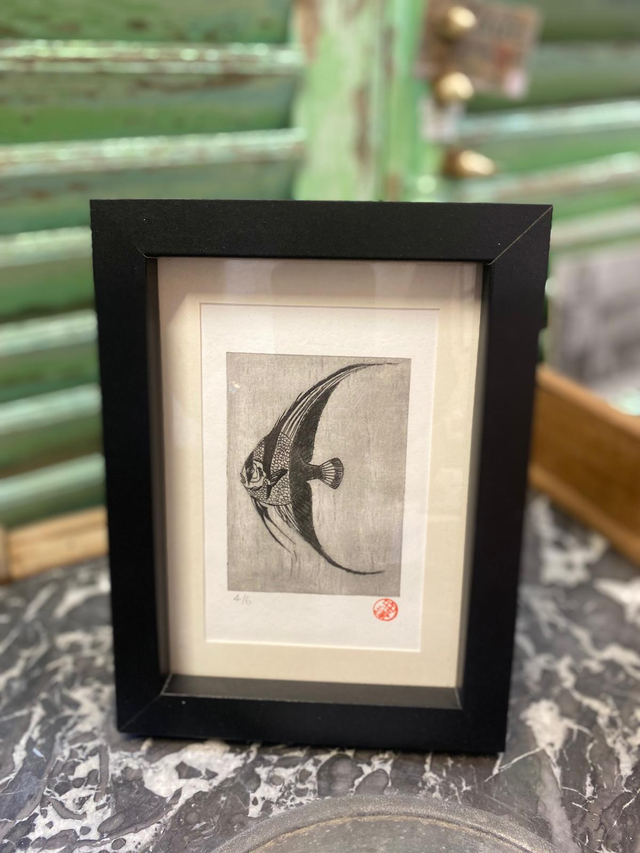 Platax teira - Tirage 4/6