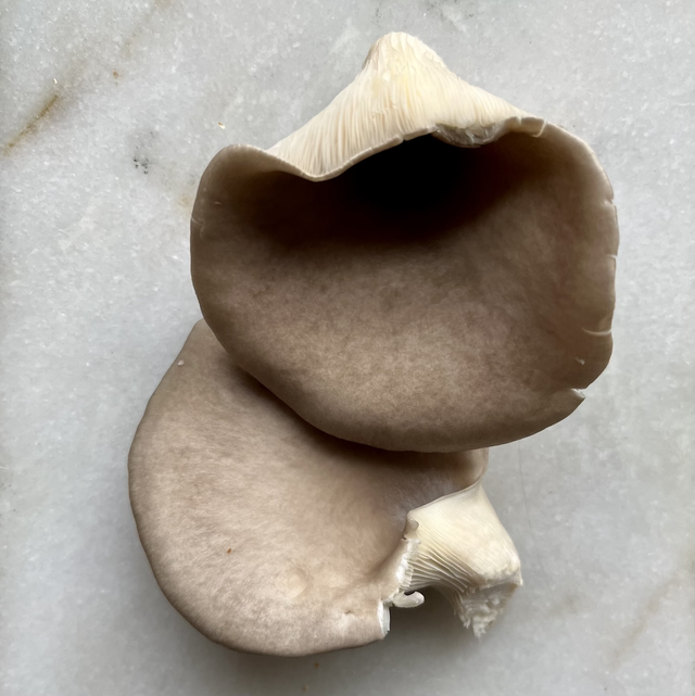 Grijze oesterzwam BIO (Pleurotus ostreatus)