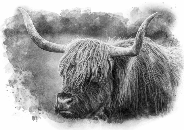 Highland Moo B&amp;W