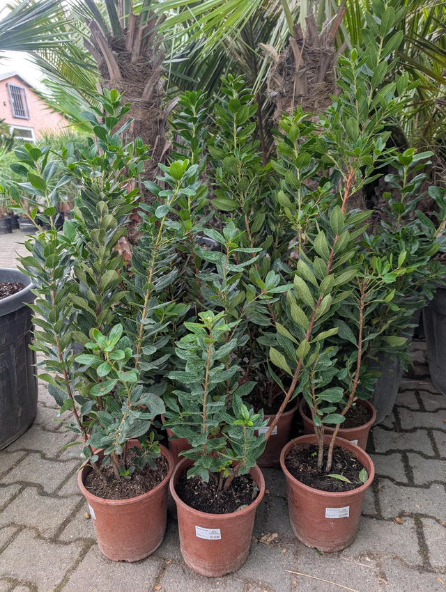 Erdbeerbaum Arbutus unedo