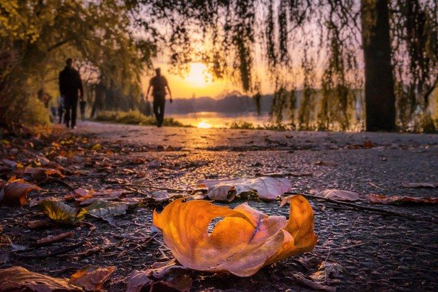 Herbstblatt am Aaseeufer