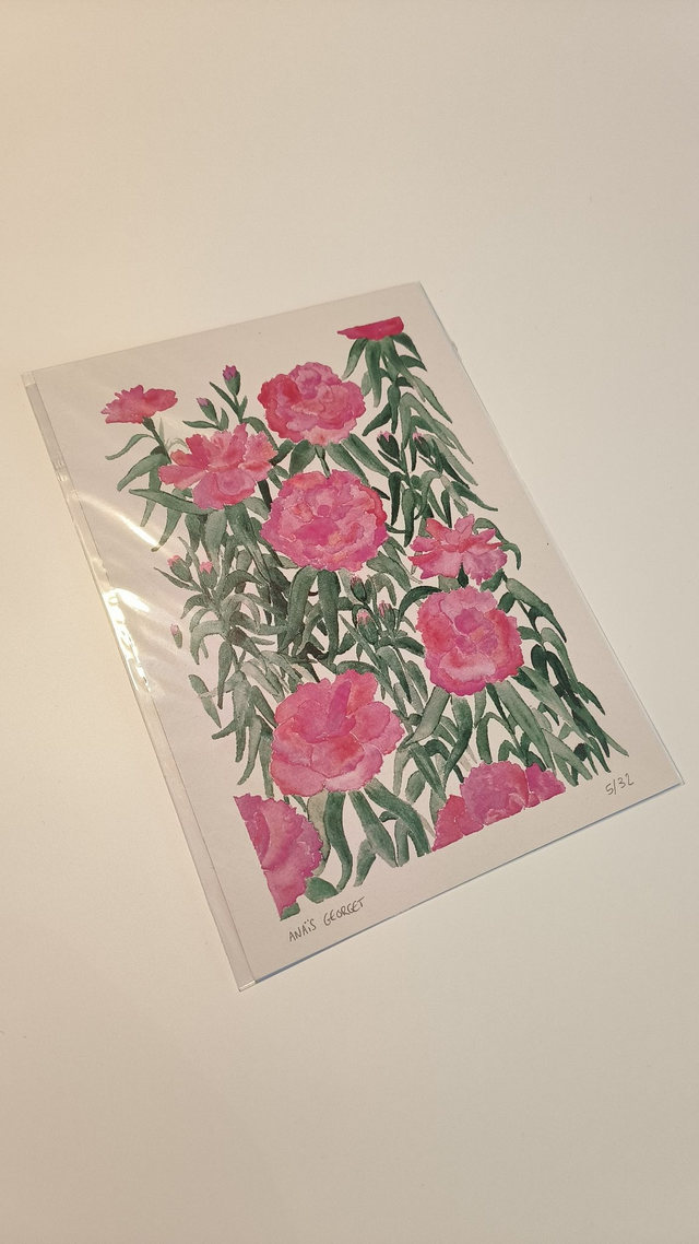 Oeillets - Anaïs georget