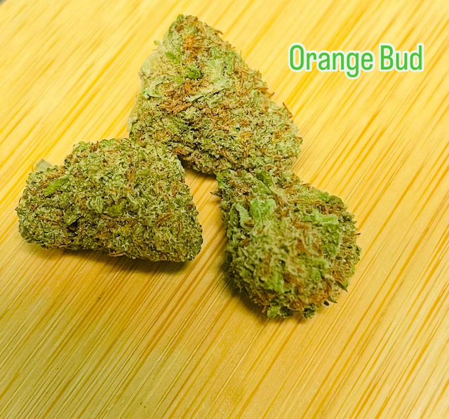 Orange Bud 
