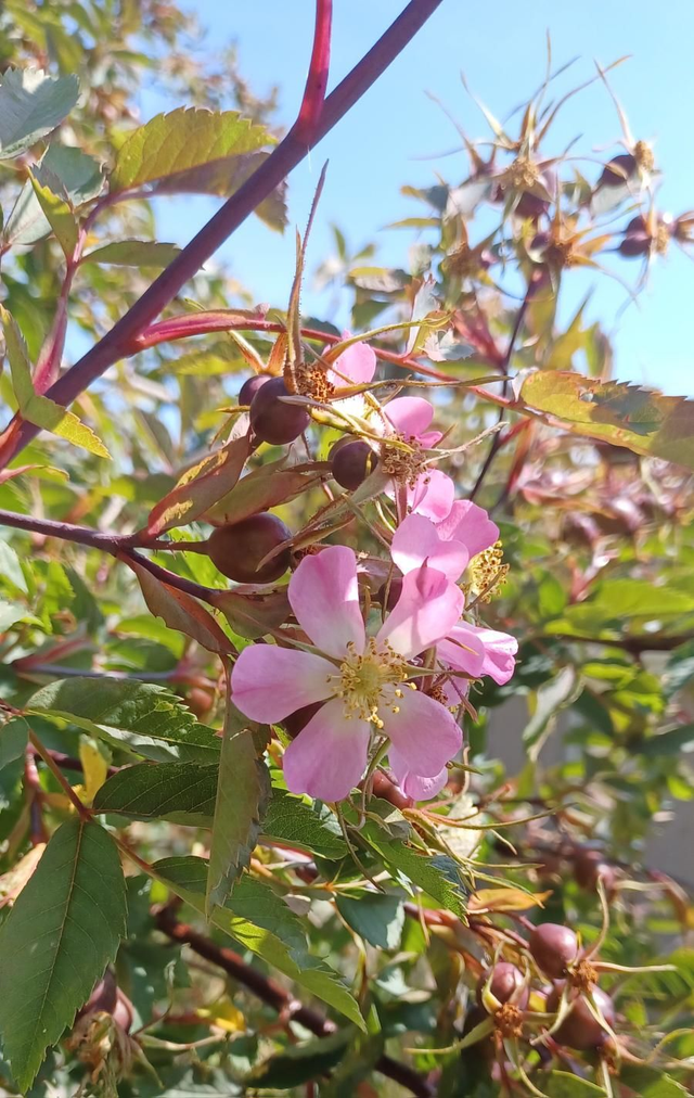 Rosa glauca
