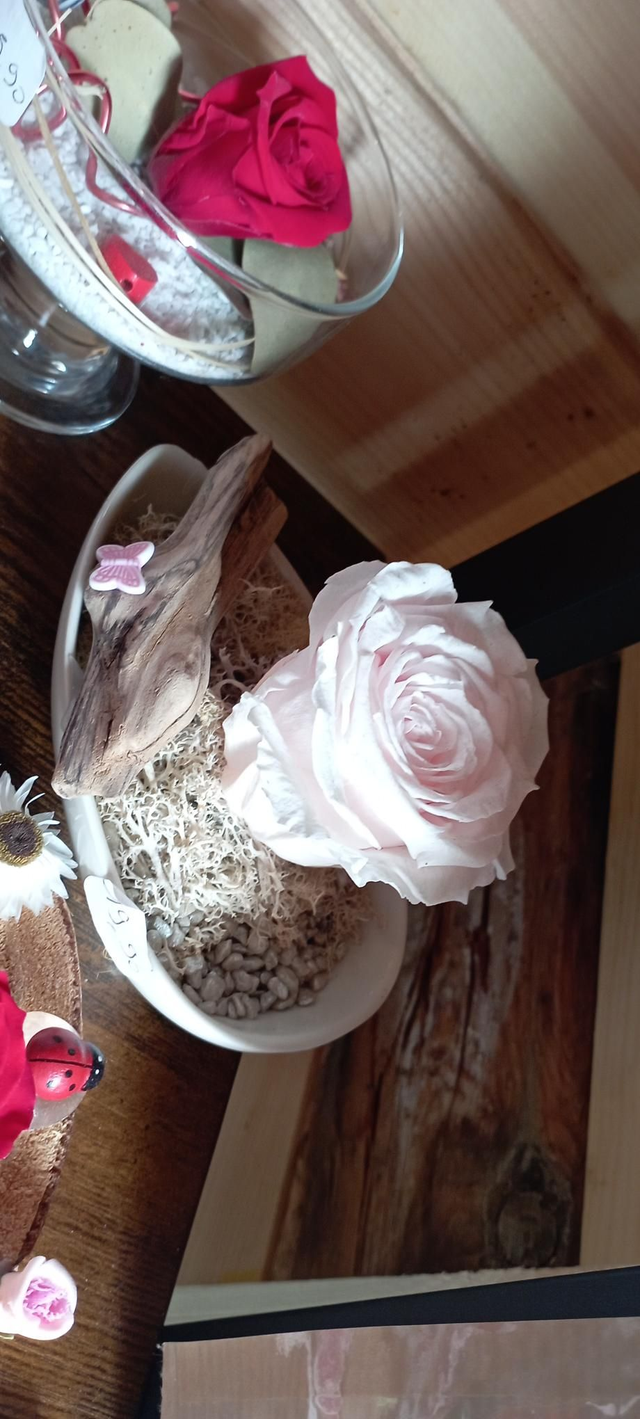 Rose éternelle gros bouton rose pâle 