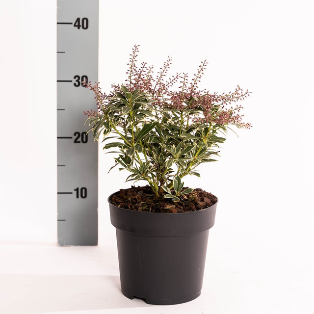 A25 . Pieris japonica POLAR PASSION