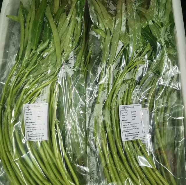 Chinese Morning Gloryผักบุ้งจีน