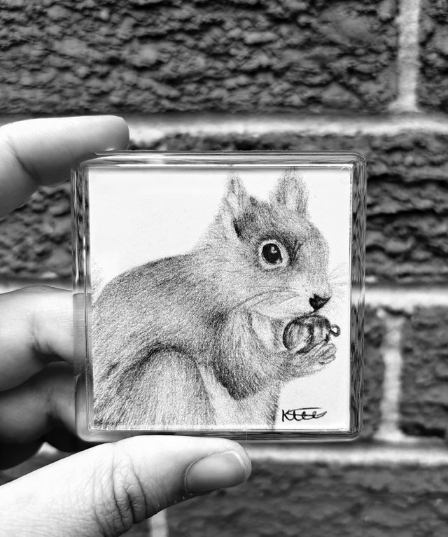Red Squirrel Magnet