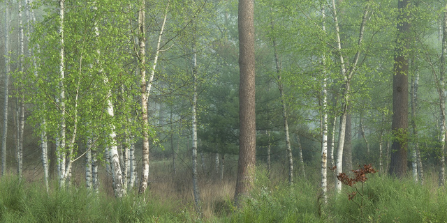 Am Waldrand