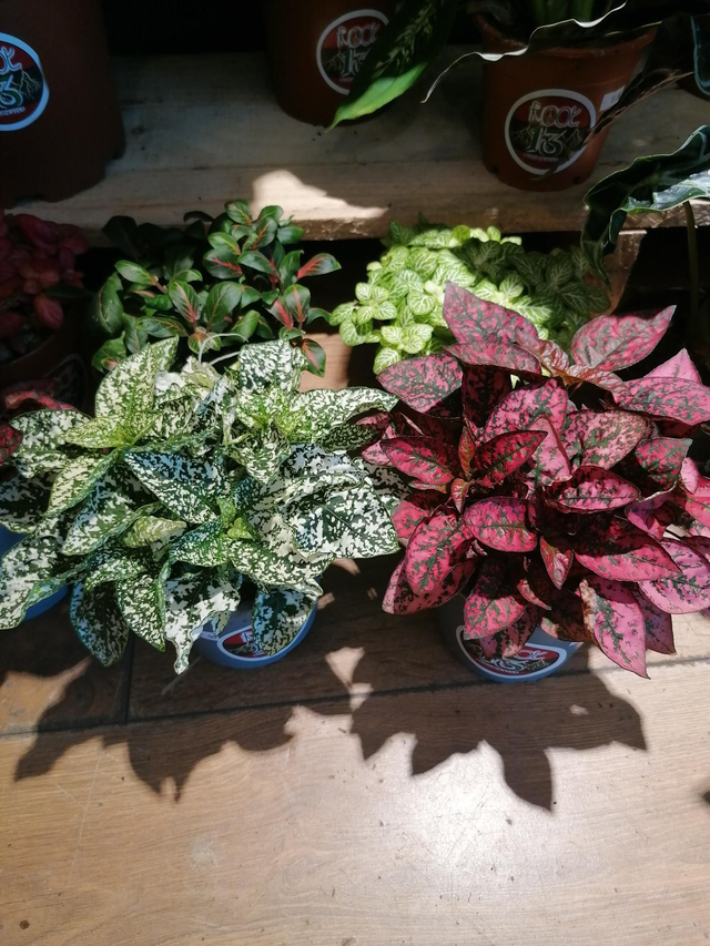 Polka dot plant 