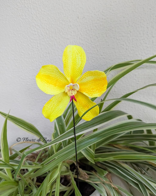 Orchidée jaune