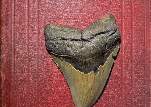 Dent fossilisée de Megalodon 11cm x 9cm