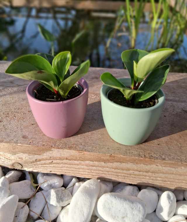 C 98 . Peperomia obtusifolia 'Red Canyon' in "mini cachpot"
