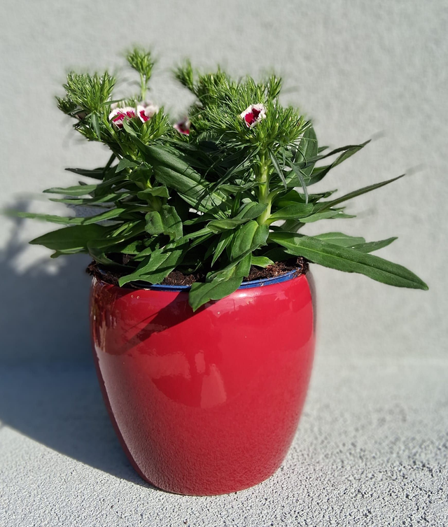 L24 . Garofano dei Poeti in "Summer red cachpot"