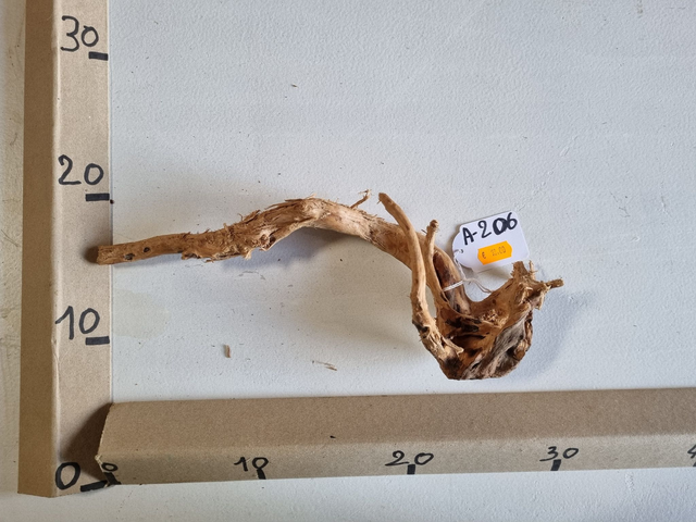 Racine araignée A-206