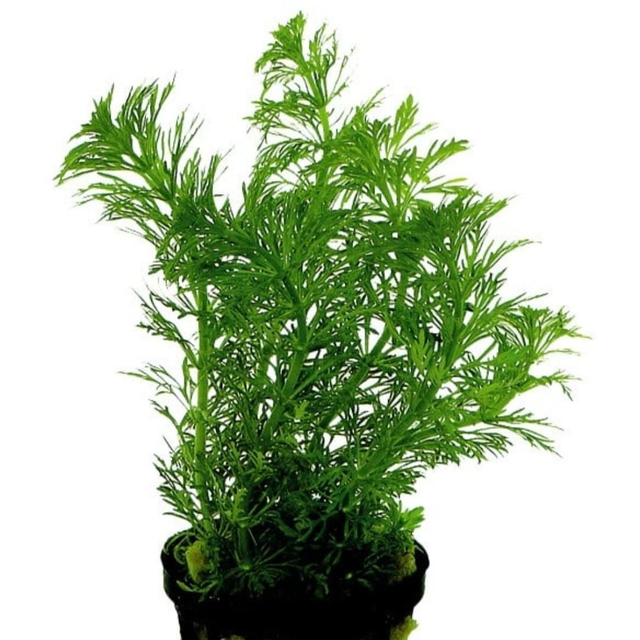 AP Limnophila Heterophylla 8715897272424