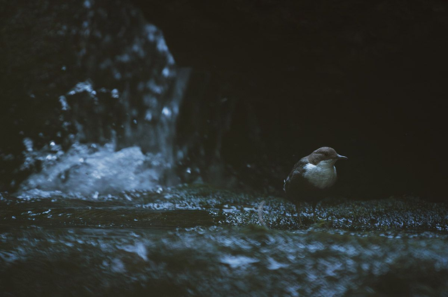 La cascade du cincle