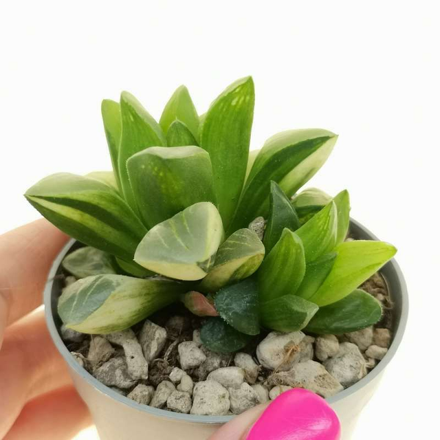 D86 . Haworthia cuspidata f. variegata