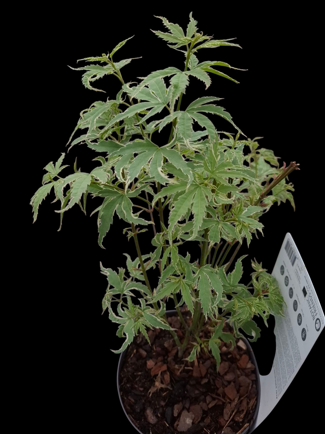 Acer palmatum &#039;Butterfly&#039;