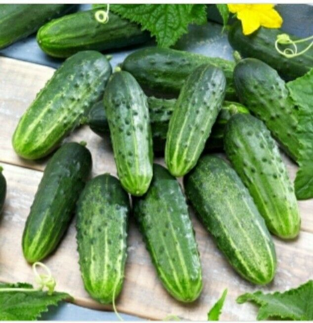 Gherkin cucumber 'Zefir' F1