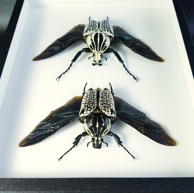 Goliathus goliathus meleagris (couple)
