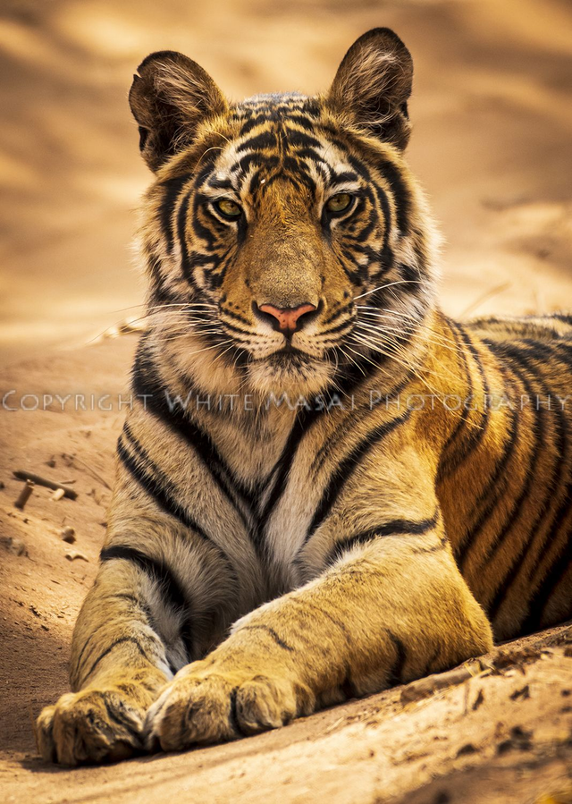 Tiger Tiger Burning bright! 