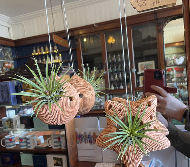 Terracotta Air Plant