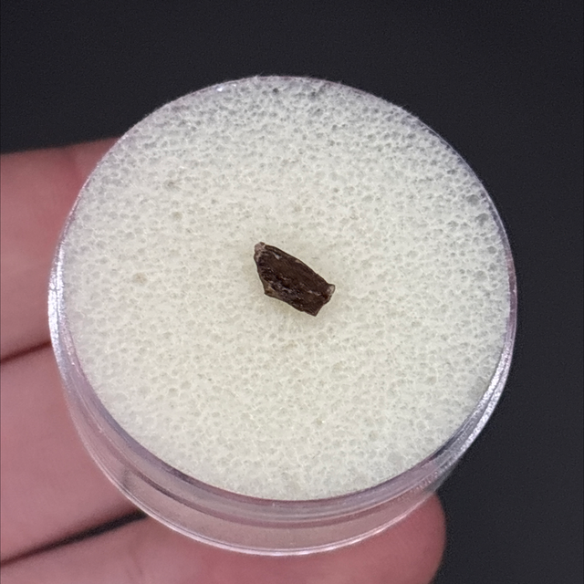 Smilodon Bone Fragment 