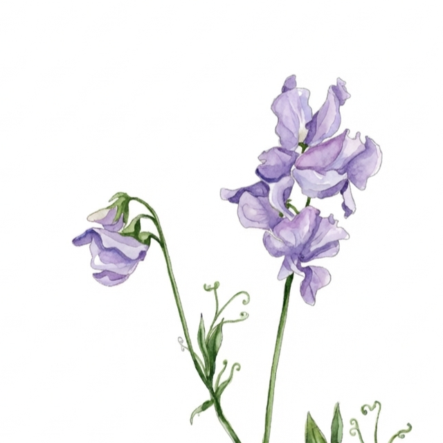 Sweet Pea 'Alison Louise'