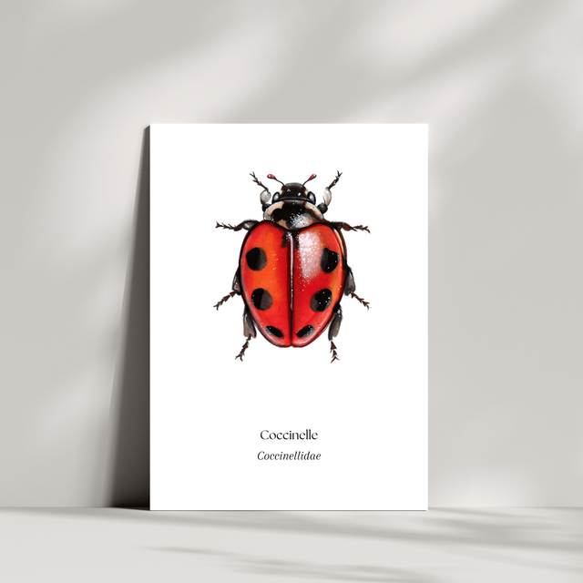 Cartes - Coccinelle