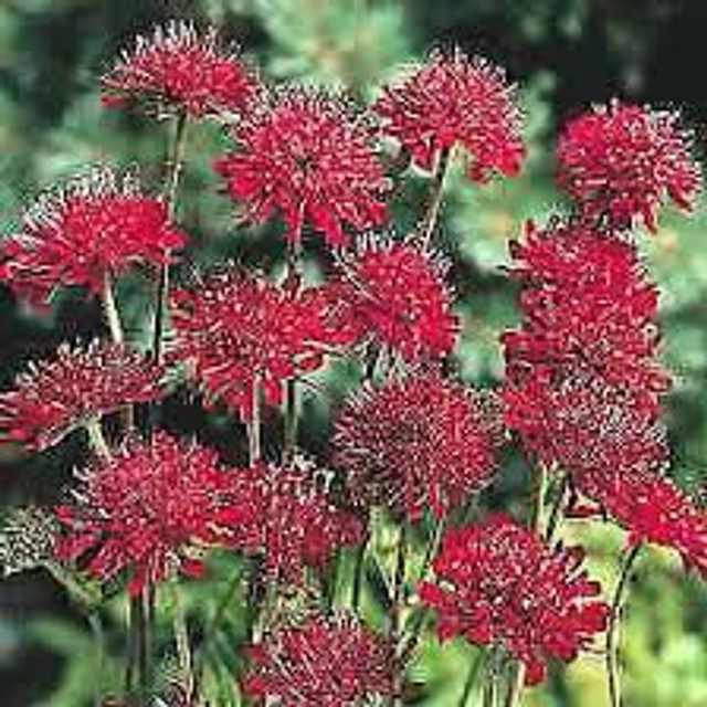 Knautia macedonica Red Knight 1L	