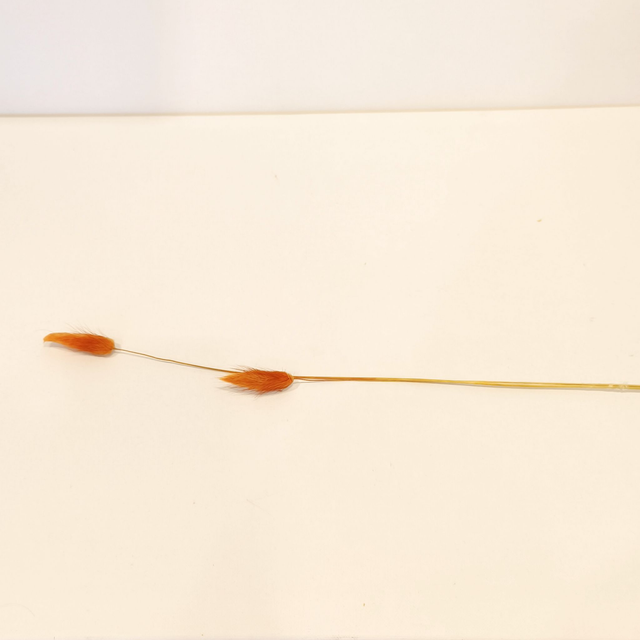 Lagurus séché – Queue de lièvre naturelle pour bouquets, déco bohème et compositions florales